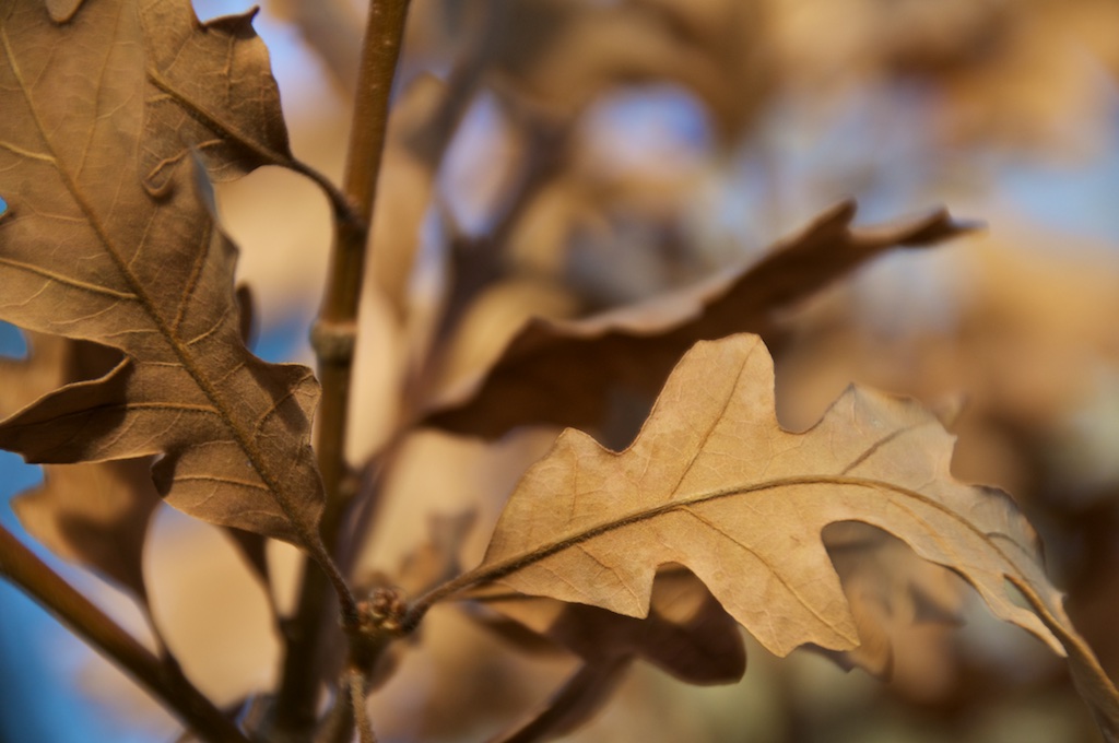 Brown Leaves